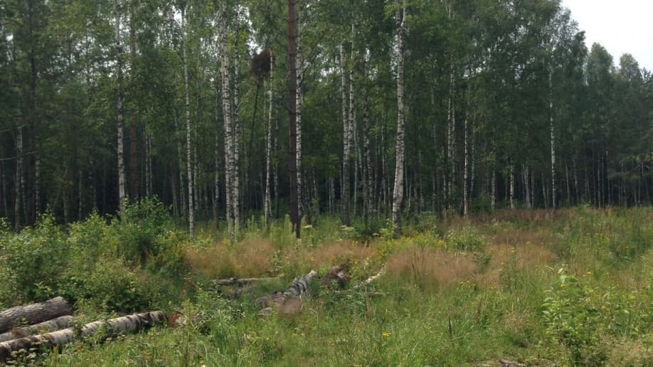 Жары